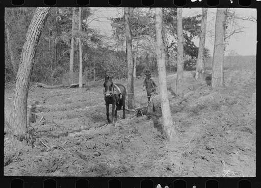 Spring plowing in cut-over region of east Texas near Harleton, Texas
