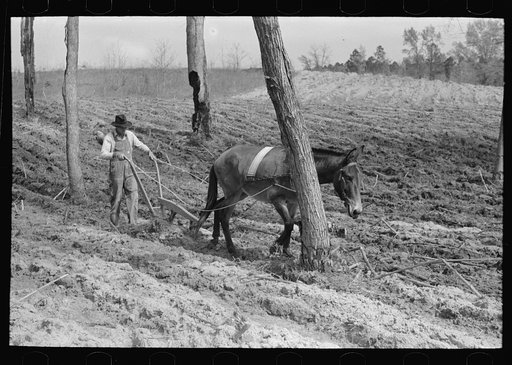 Spring plowing in cut-over region of east Texas near Harleton, Texas