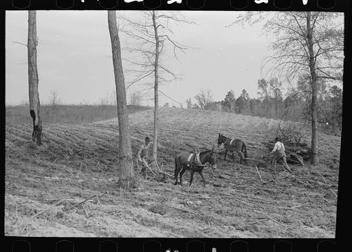 Spring plowing in cut-over region of east Texas near Harleton, Texas