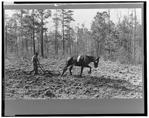 Spring plowing in cut-over region south of Marshall, Texas