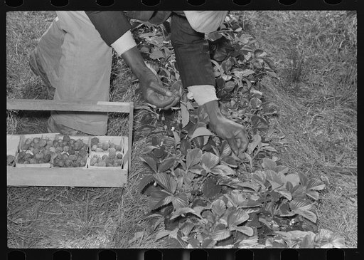 Picking strawberries in field near Ponchatoula, Louisiana
