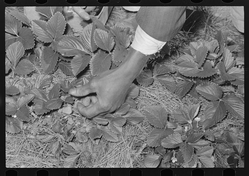 Closeup of strawberry picking in field near Ponchatoula, Louisiana