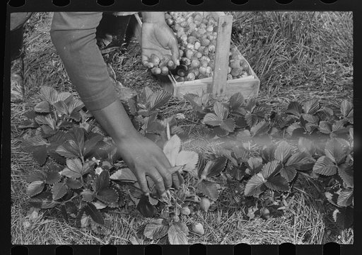 Closeup of strawberry picking in field near Ponchatoula, Louisiana