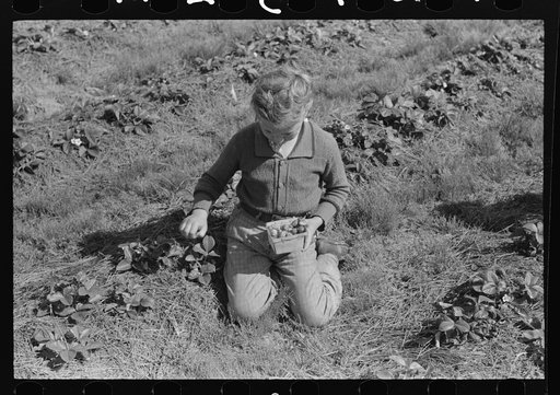 Child of white migrant berry worker picking strawberries near Ponchatoula, Louisiana