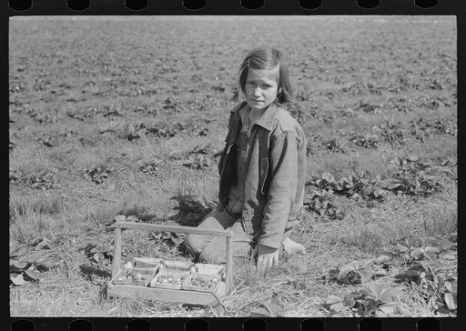 Child of white migrant berry worker picking strawberries in field near Ponchatoula, Louisiana