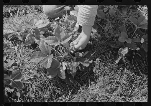 Ponchatoula (vicinity), Louisiana. A close up of picking strawberries