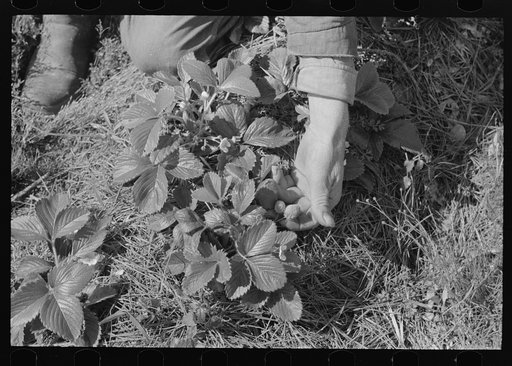 Close up of picking strawberries in field near Ponchatoula, Louisiana