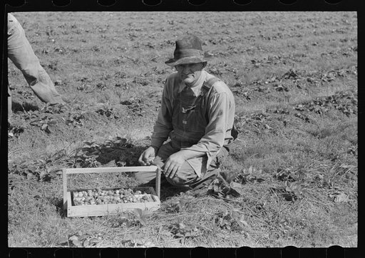 Untitled photo, possibly related to: Child of white migrant berry worker picking strawberries in field near Ponchatoula, Louisiana