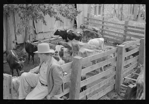 Cattle pens and farmers at auction yard, San Augustine, Texas