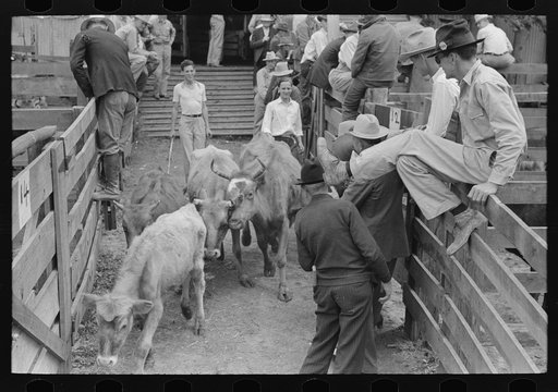 Cattle coming down runway between pens, auction yard, San Augustine, Texas