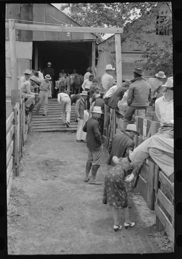 Inspecting cattle and pens, auction yard, San Augustine, Texas