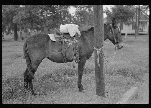 Saddle horses with supplies tied to telephone post, Saturday afternoon, San Augustine, Texas
