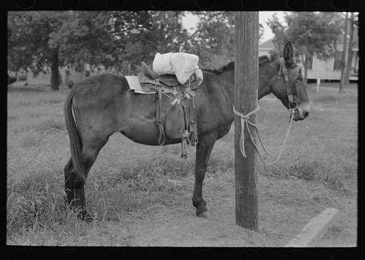 Untitled photo, possibly related to: Saddle horses with supplies tied to telephone post, Saturday afternoon, San Augustine, Texas