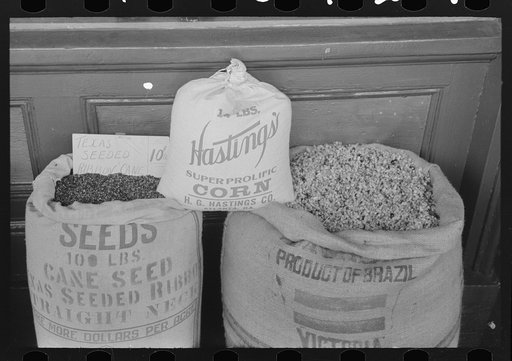 Cane, corn and cotton seed displayed for sale for seed purposes. These are the main crops of San Augustine County, Texas