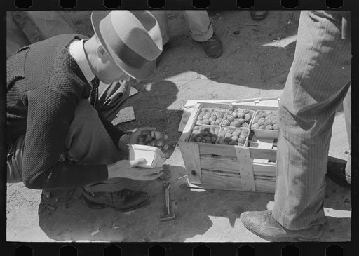 Federal inspection of strawberries, Hammond, Louisiana