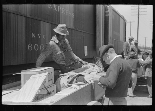 Inspecting strawberries of Negro grower at loading station, Hammond, Louisiana