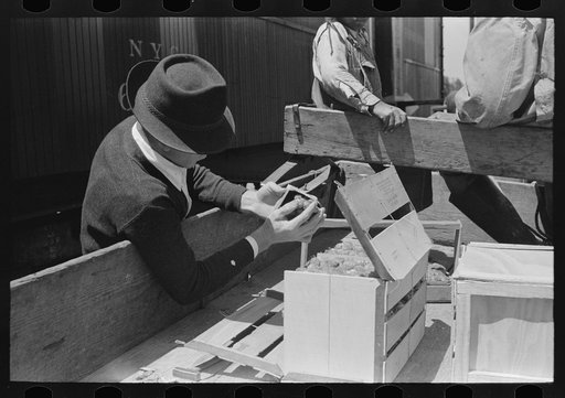 Federal inspection of strawberries, Hammond, Louisiana