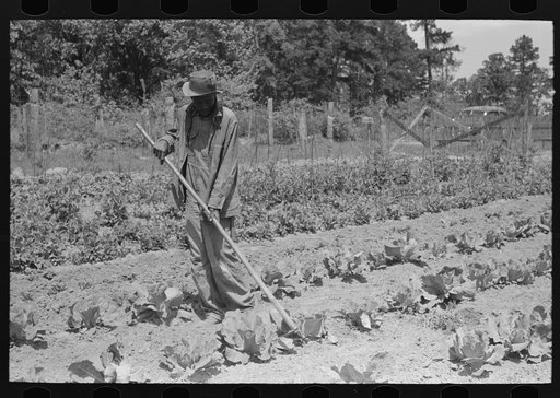 FSA (Farm Security Administration) client hoeing garden, Sabine Farms, Marshall, Texas