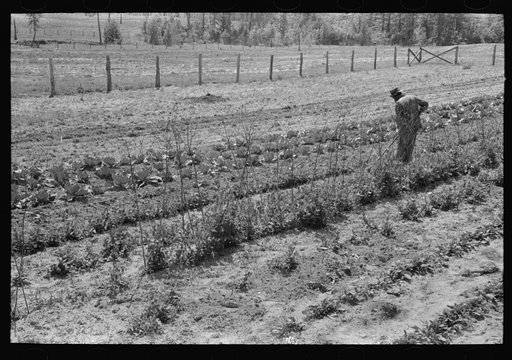FSA (Farm Security Administration) client hoeing garden, Sabine Farms, Marshall, Texas