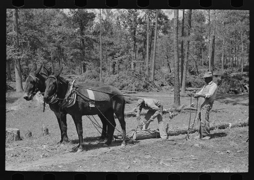 Getting ready to snake a log in land clearing operations, Sabine Farms, Marshall, Texas