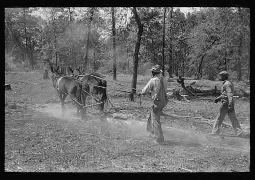 Snaking a log in land clearing operations, Sabine Farms, Marshall, Texas