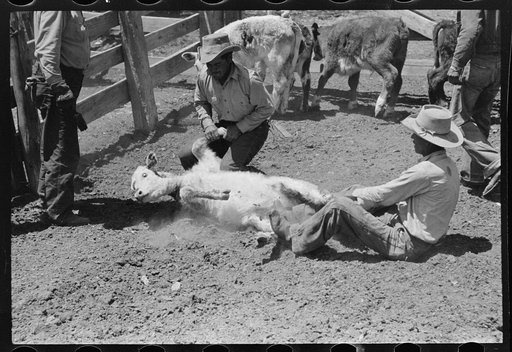 Throwing a calf for branding on ranch near Marfa, Texas