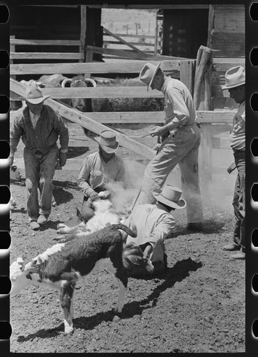 Scene in the branding pen showing innoculation for blackle. Ranch near Maria, Texas