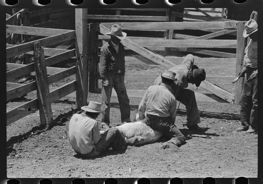 Activity in the branding pen on cattle ranch near Marfa, Texas