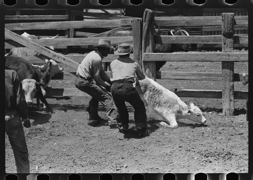 Untitled photo, possibly related to: Holding down calf in corral during branding operations. Ranch near Maria, Texas
