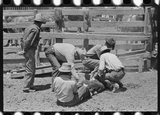 Holding down calf in corral during branding operations. Ranch near Maria, Texas