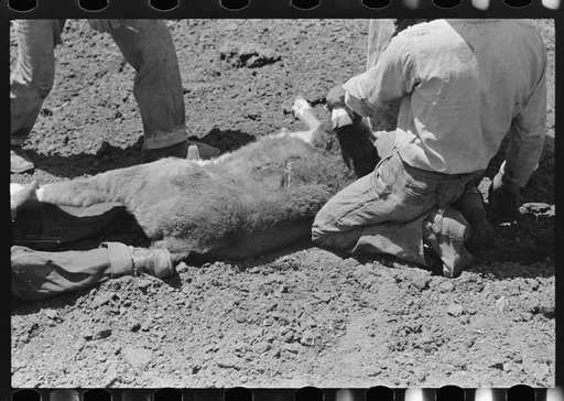 Detail of holding down calf during branding operations on ranch near Maria, Texas