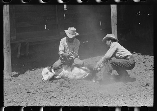 Throwing a calf on ranch near Maria, Texas