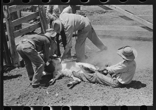 Innoculating calf against blackleg during branding operations on cattle ranch near Marfa, Texas