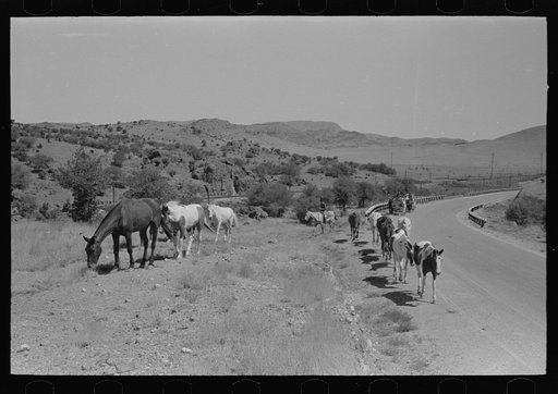 Caravan of tanking crew and horses belonging to cattle ranch near Marfa, Texas