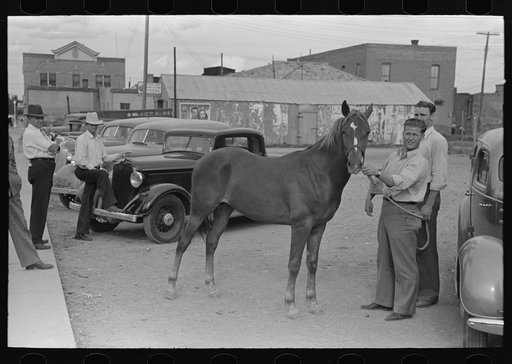 Untitled photo, possibly related to: Displaying a horse for sale on the streets of Alpine, Texas