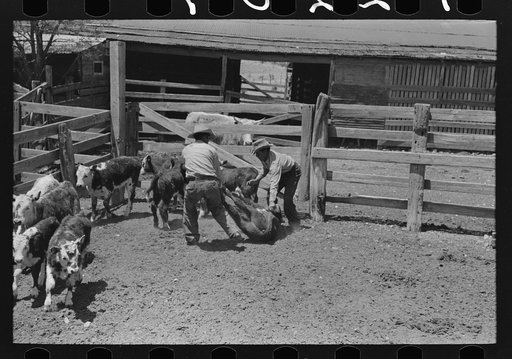 Throwing a calf in corral for branding. Cattle ranch near Marfa, Texas