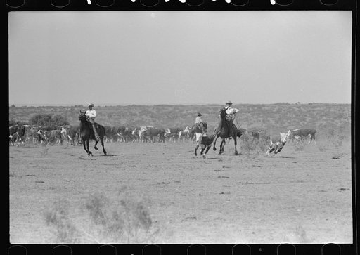 Cutting out calves for branding from the herd. Cattle ranch near Spur, Texas