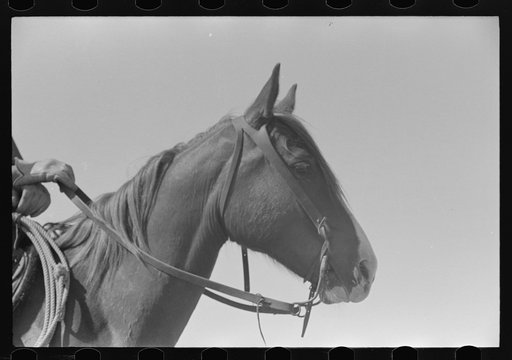 Horse's head. Notice cowboy gloves. Cattle ranch near Spur, Texas