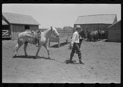 Cowboy leading horse which he has just saddled. Cattle ranch near Spur, Texas