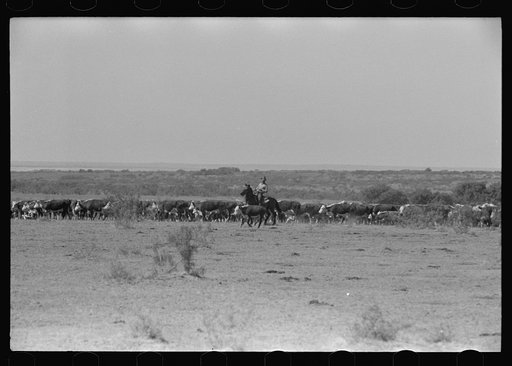 Cutting out a calf for branding from herd. Cattle ranch near Spur, Texas