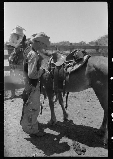 Tightening cinch. Cattle ranch near Spur, Texas