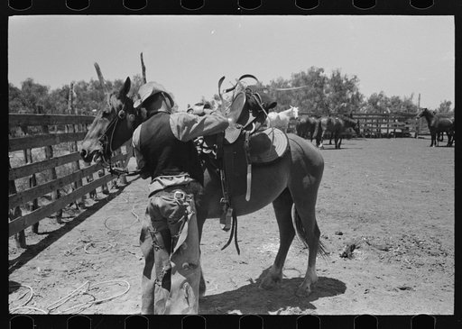 Cowboy throwing saddle onto horse on cattle ranch near Spur, Texas