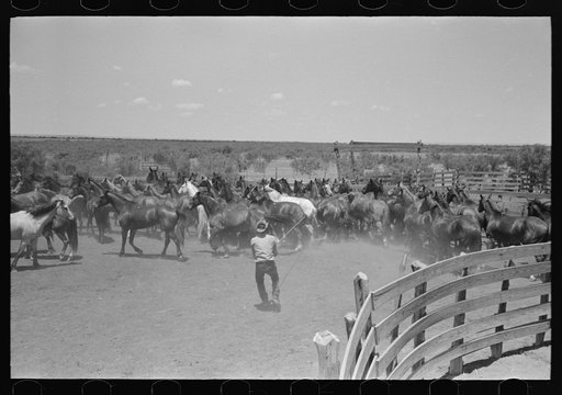 Horses in the corral. Cowboy has just roped one of them. Cattle ranch near Spur, Texas