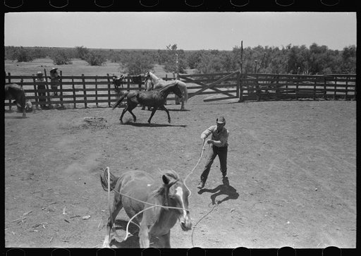 Untitled photo, possibly related to: Horses in the corral. Cowboy about to rope one of them. Cattle ranch near Spur, Texas