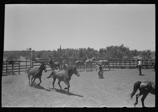 Horses in the corral. Cowboy about to rope one of them. Cattle ranch near Spur, Texas