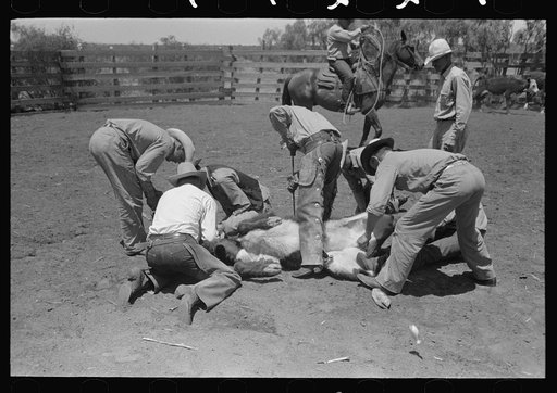 Branding scene on ranch near Spur, Texas