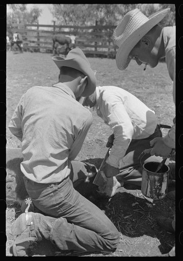 Sawing off horns of calf. Ranch near Spur, Texas