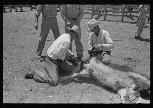 Sawing off horns of calf. Ranch near Spur, Texas