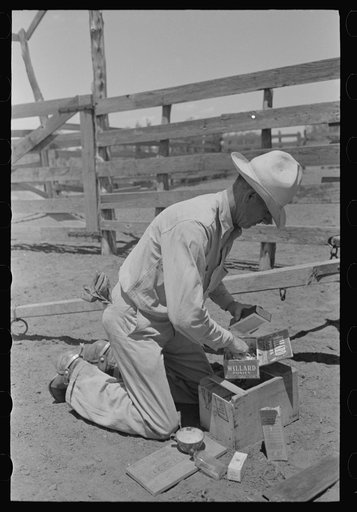 Cowboy getting supplies for innoculation against blackleg. Cattle ranch near Spur, Texas