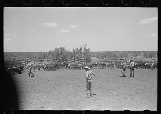 Untitled photo, possibly related to: Horses in the corral. Cowboy has just roped one of them. Cattle ranch near Spur, Texas